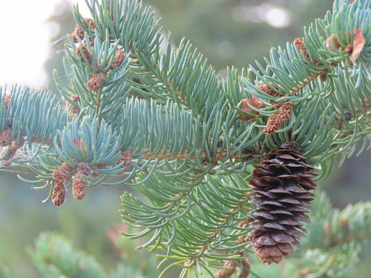 Picea glauca (Fr: épinette blanche | En: white spruce)