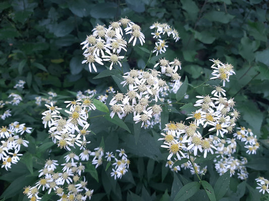 Aster à ombelles / Flat-top white aster (Doellingeria umbellata) – plante indigène, Ottawa Valley