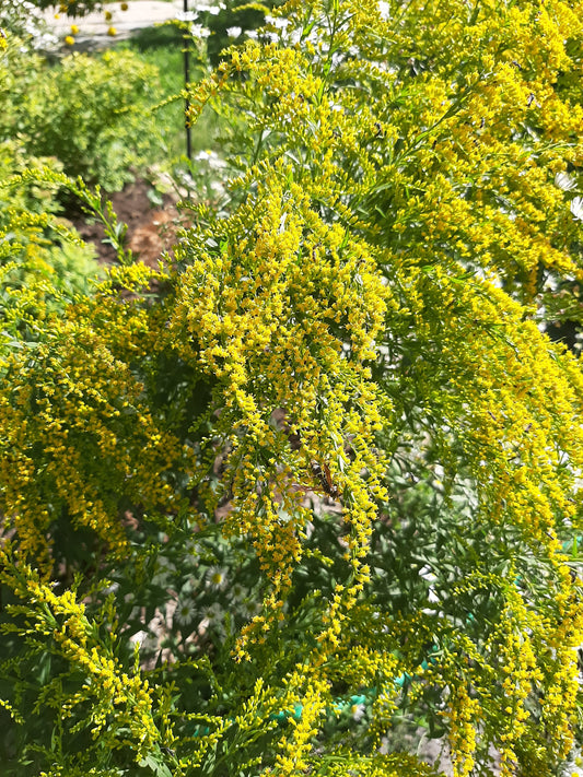 Solidago altissima (Fr: verge d'or haute | En: tall goldenrod)