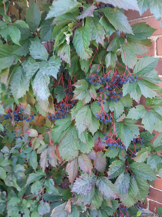 Parthenocissus vitacea (Fr: vigne vierge commune | En: Thicket creeper)