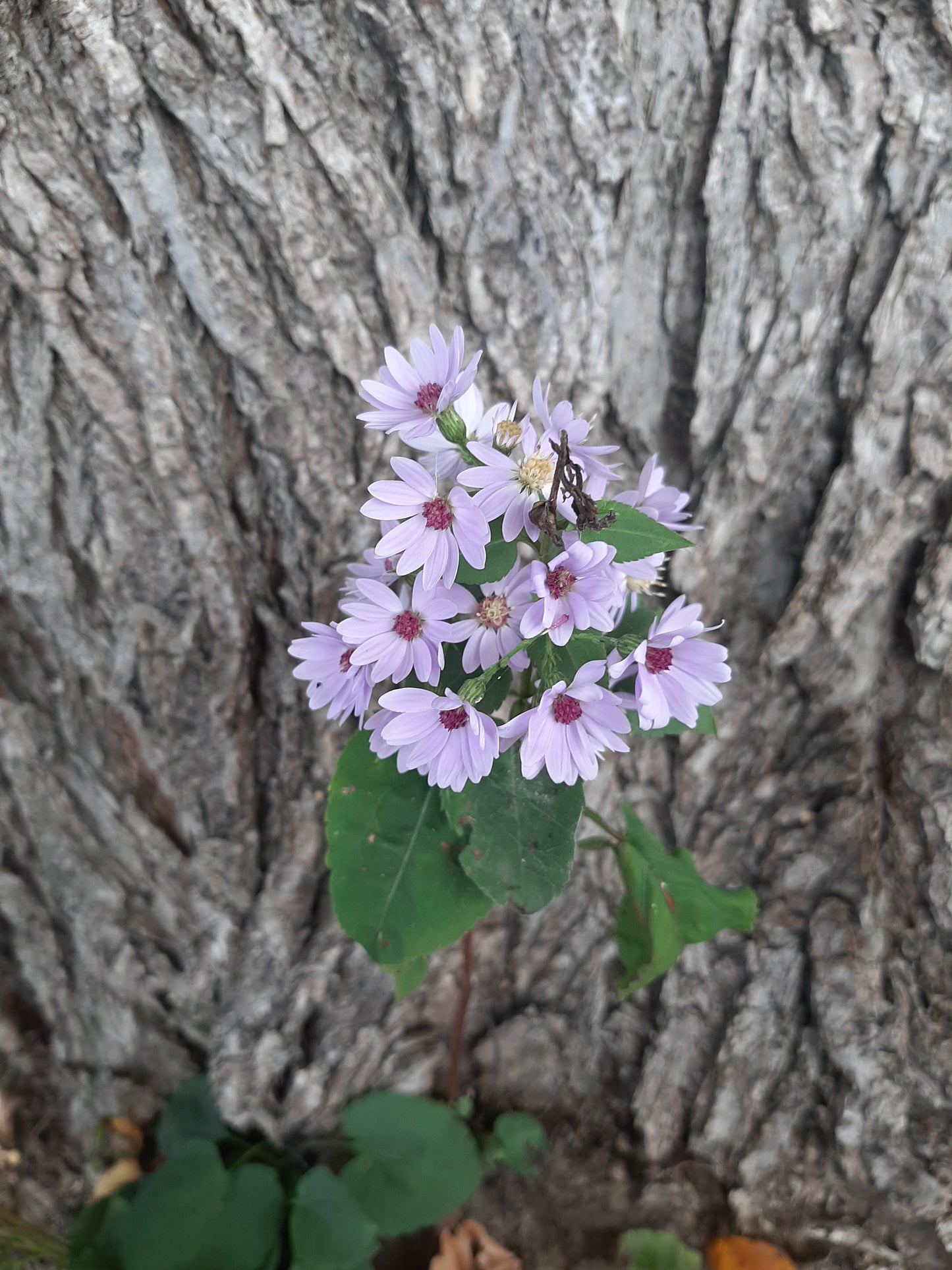 Symphyotrichum cordifolium (Fr: aster à feuilles cordées | En: heart-leaved aster)