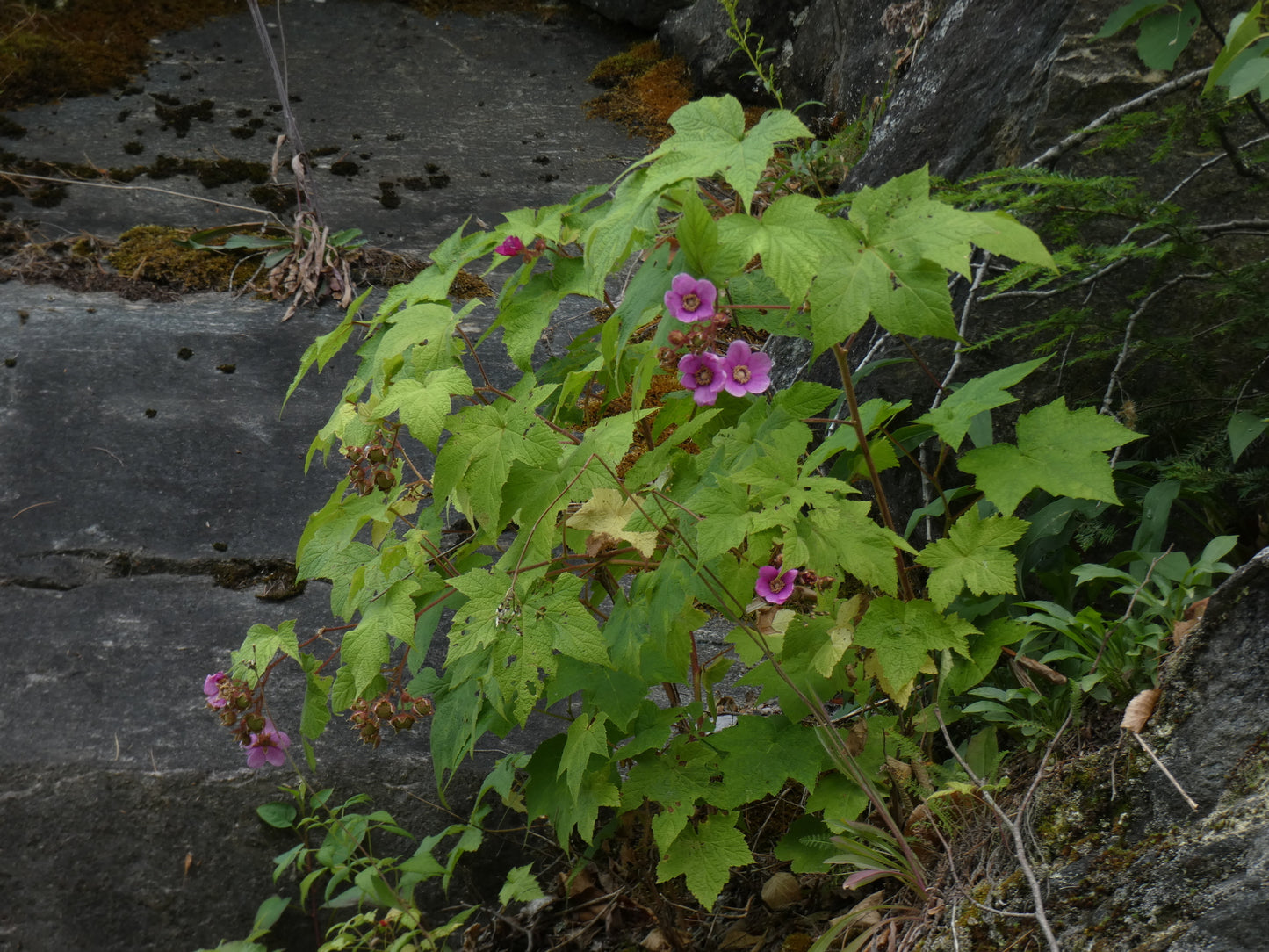 Rubus odoratus (Fr: ronce odorante | En: purple-flowering raspberry)