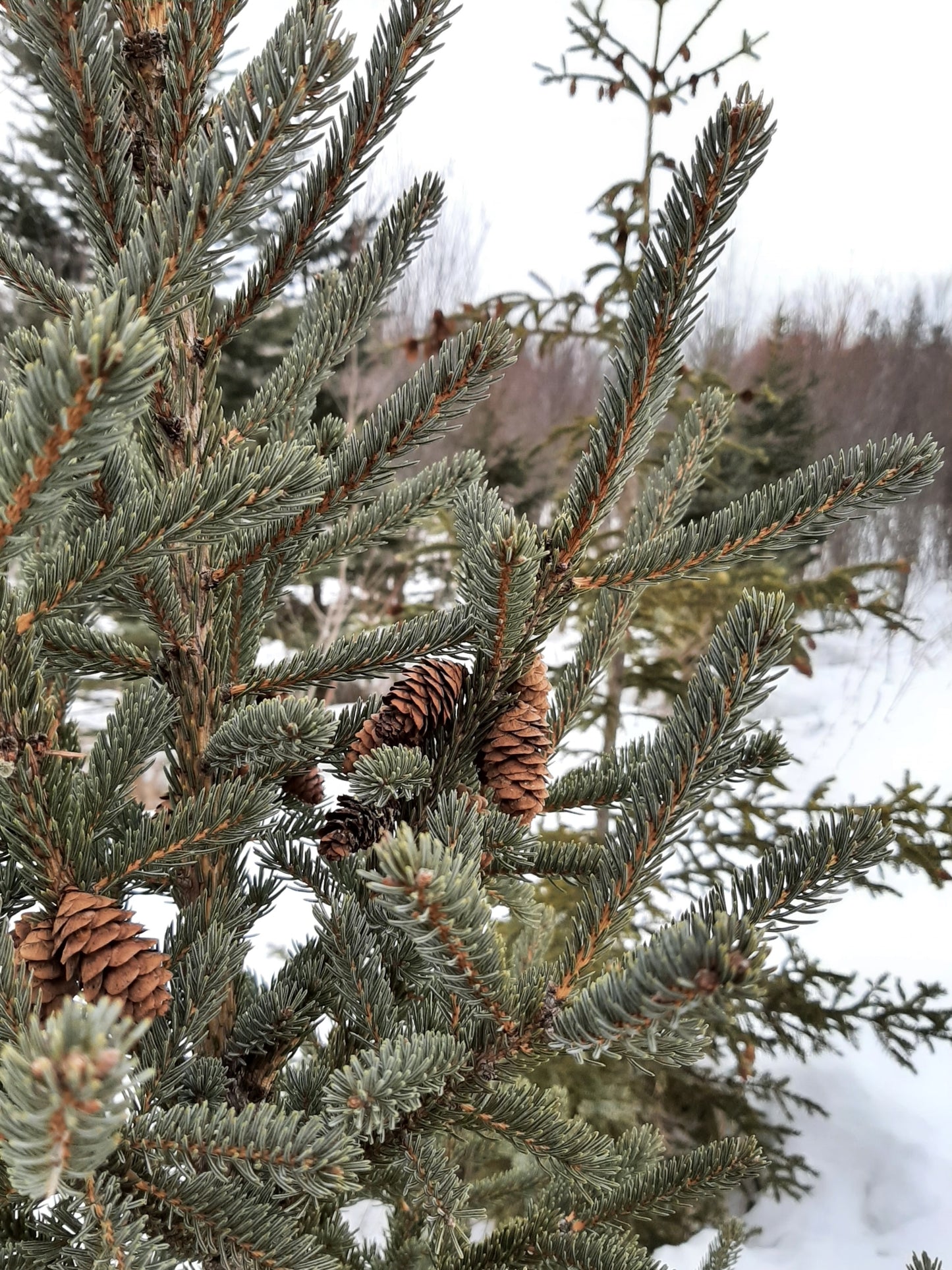 Picea glauca (Fr: épinette blanche | En: white spruce)