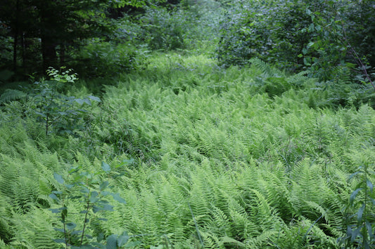 Amauropelta noveboracensis (Fr: thélyptère de New York | En: New York fern)