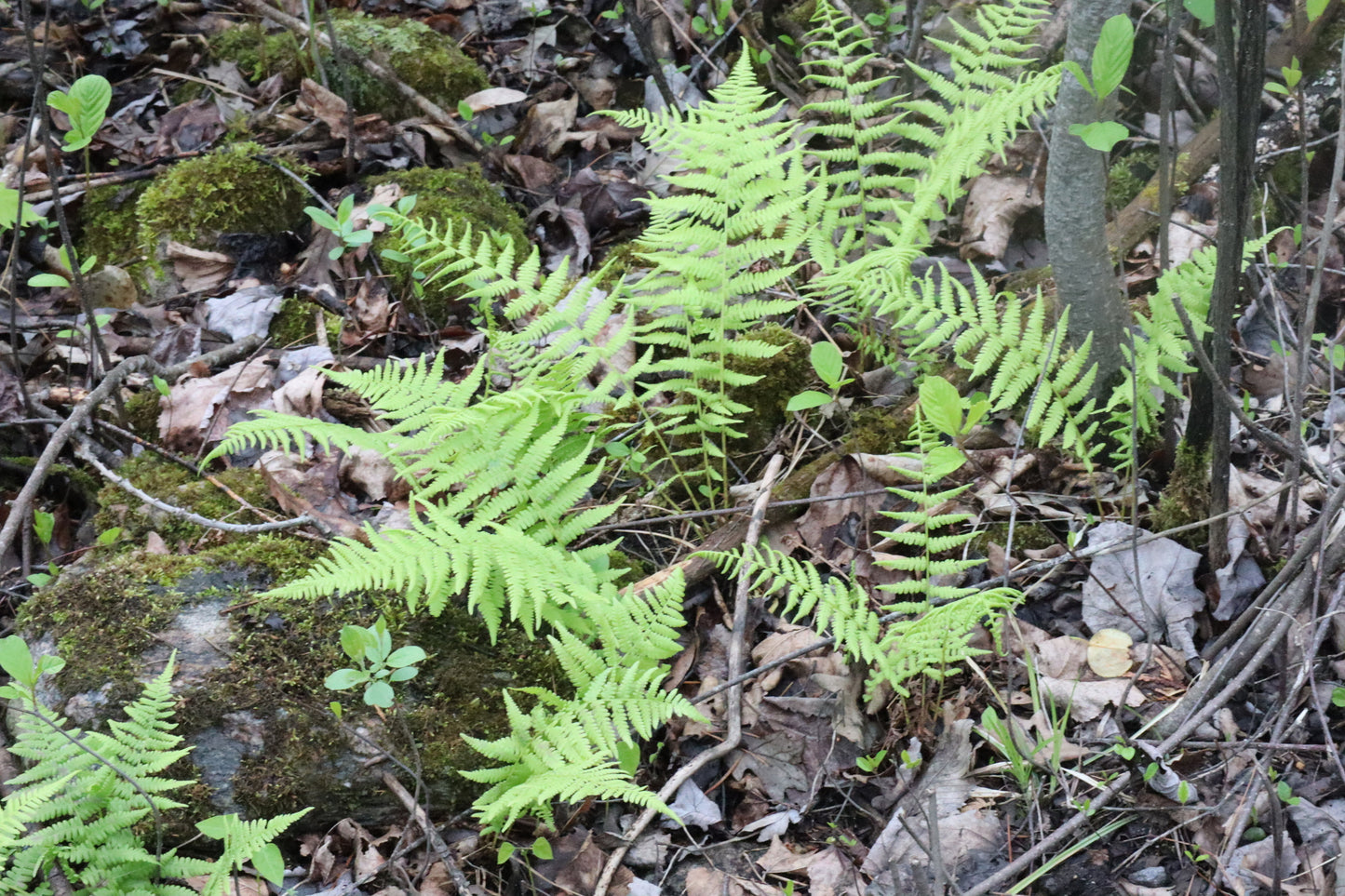 Amauropelta noveboracensis  (Fr: thélyptère de New York | En: New York fern)