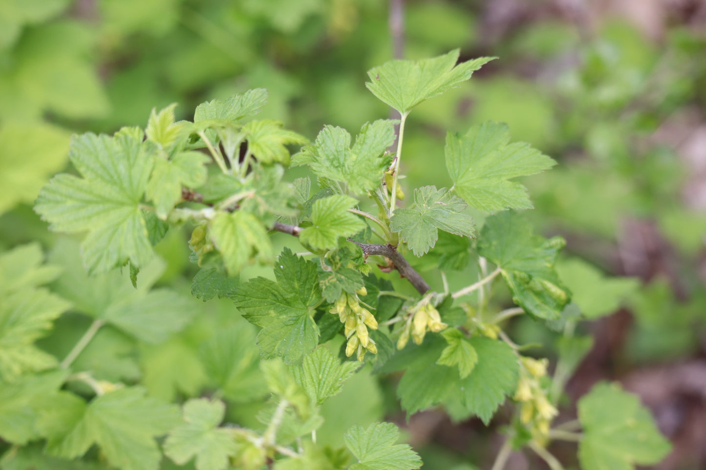 Ribes americanum (Fr: gadellier d'Amérique | En: American black currant)