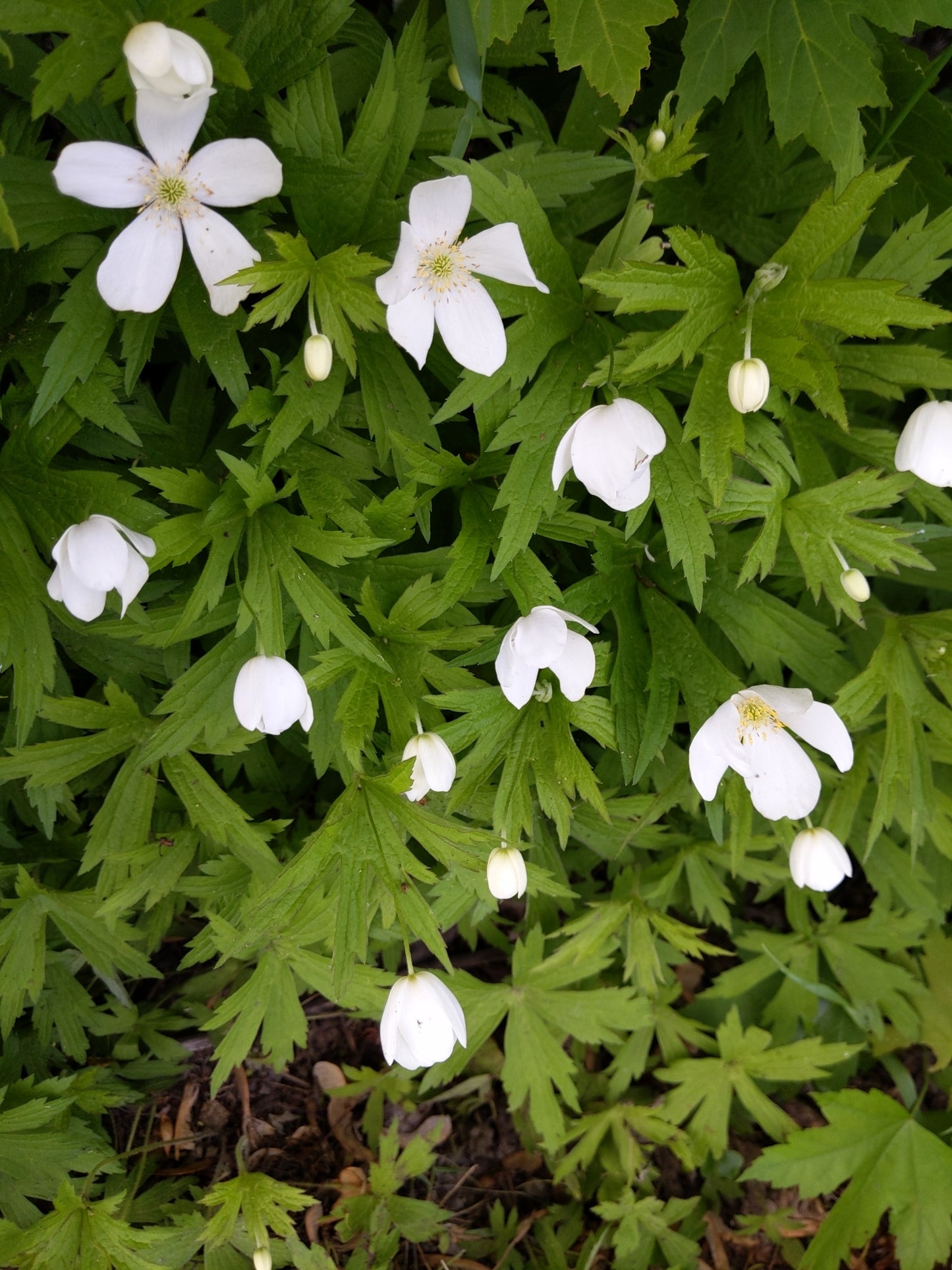 Anemonastrum canadense (Fr: anémone du Canada |En: Canada anemone)