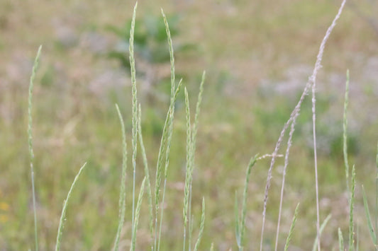 Elymus trachycaulus (Fr: élyme à chaumes rudes | En: slender wildrye)
