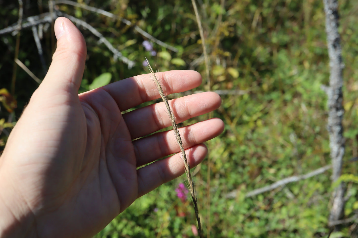 Elymus trachycaulus (Fr: élyme à chaumes rudes | En: slender wildrye)