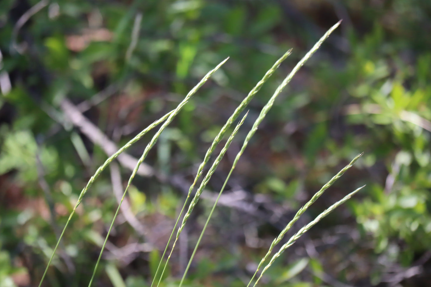 Elymus trachycaulus (Fr: élyme à chaumes rudes | En: slender wildrye)