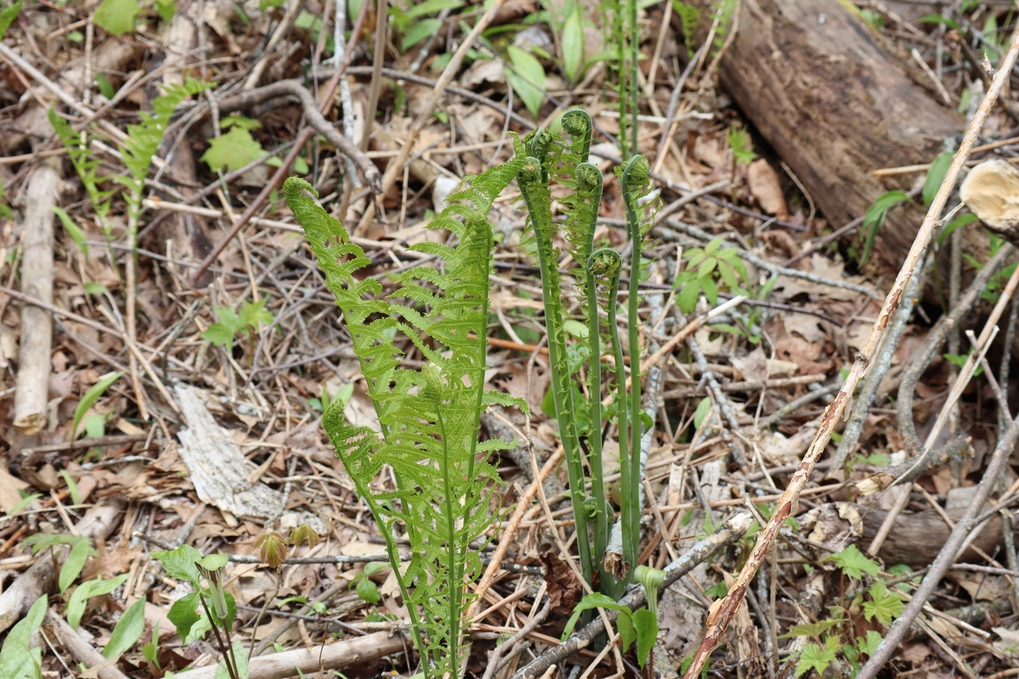 Matteuccia struthiopteris (Fougère à autruche)