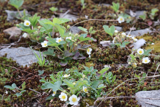 Fragaria virginiana (Fr: fraisier des champs | En: Field Strawberry)