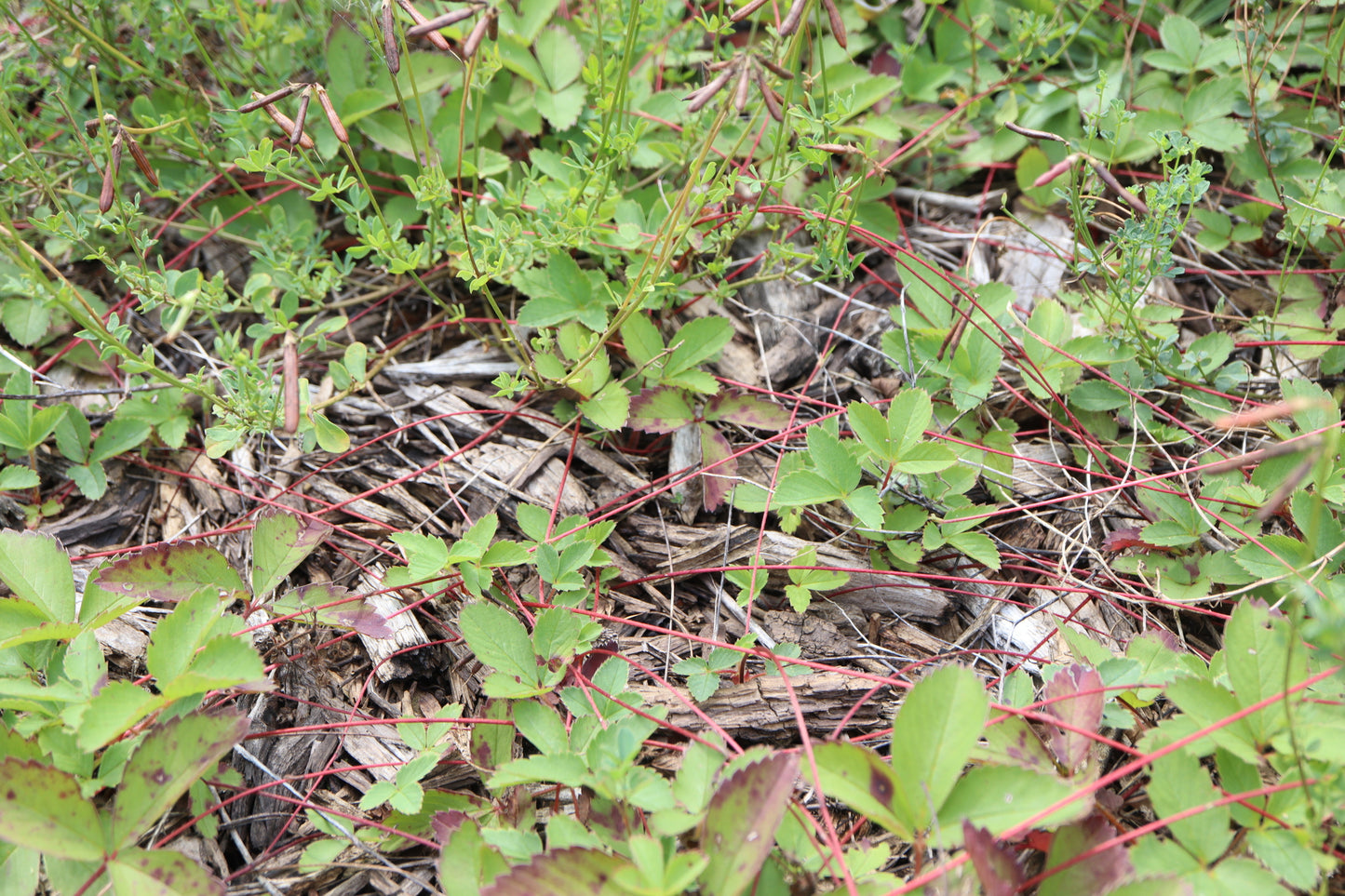 Fragaria virginiana (Fr: fraisier des champs | En: Field Strawberry)
