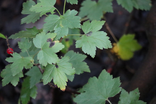Ribes glandulosum (Fr: gadellier glanduleux | En: skunk currant)