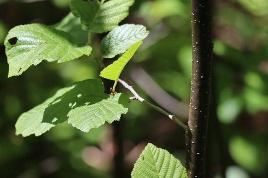 Alnus incana subsp. rugosa (Fr: aulne blanc | En: grey alder)