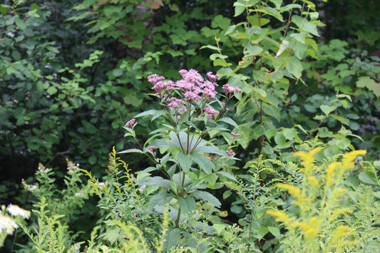 Eutrochium maculatum (Fr: eupatoire maculée | En: spotted Joe-Pye weed)