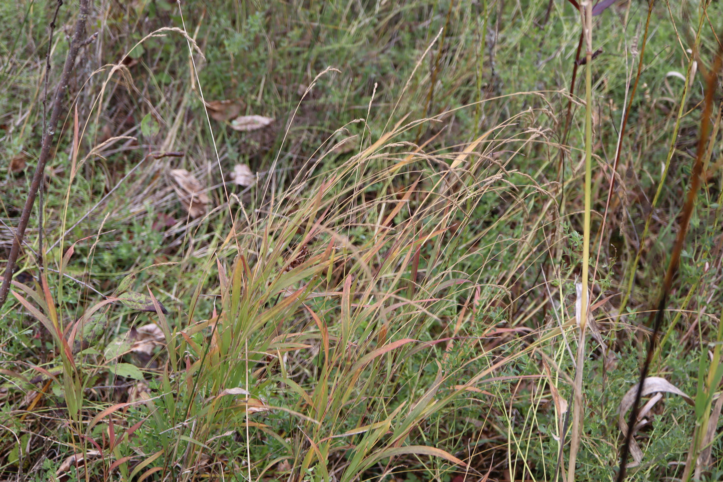 Muhlenbergia mexicana