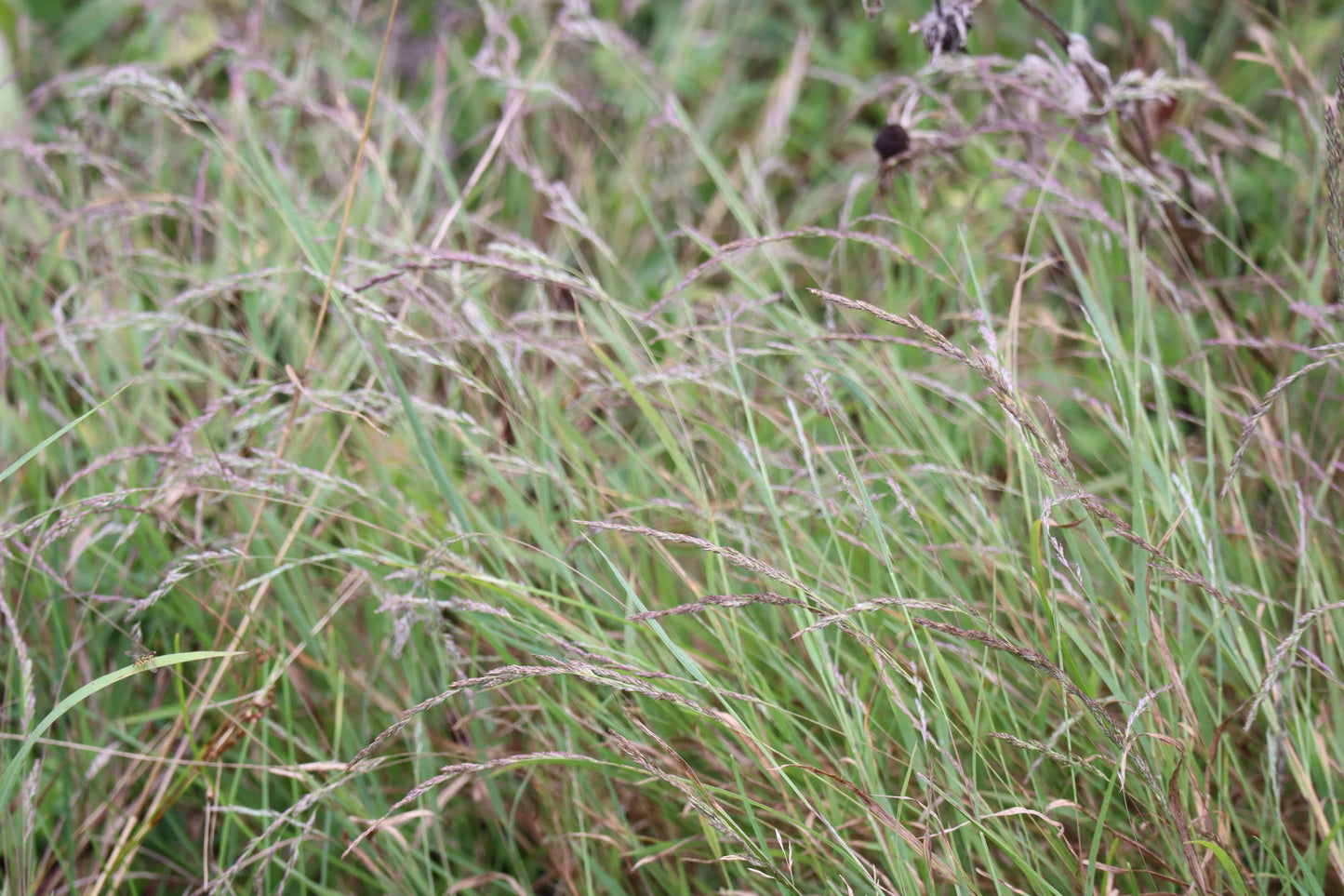 Muhlenbergia mexicana