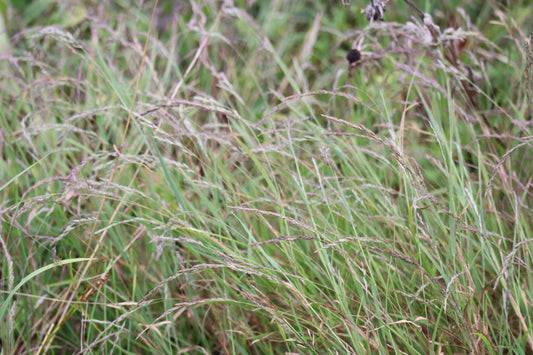 Muhlenbergia mexicana (Fr: muhlenbergie du Mexique | En: Mexican muhly)