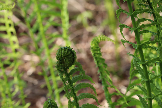 Matteuccia struthiopteris (Fougère à autruche)