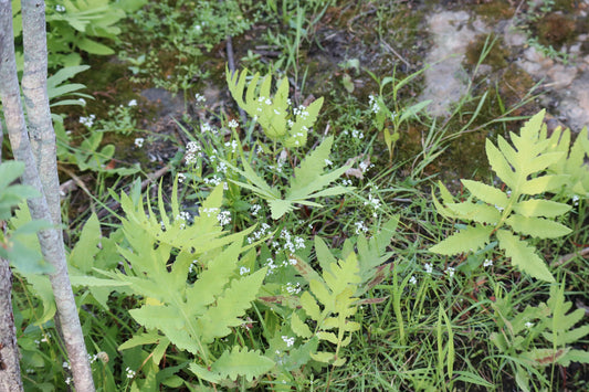 Onoclée sensible / Sensitive fern (Onoclea sensibilis) – plante indigène, Ottawa Valley