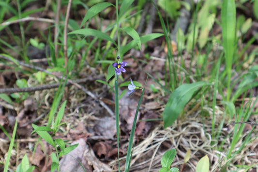 Sisyrinchium montanum (Fr: bermudienne montagnarde | EN: strict blue-eyed-grass)
