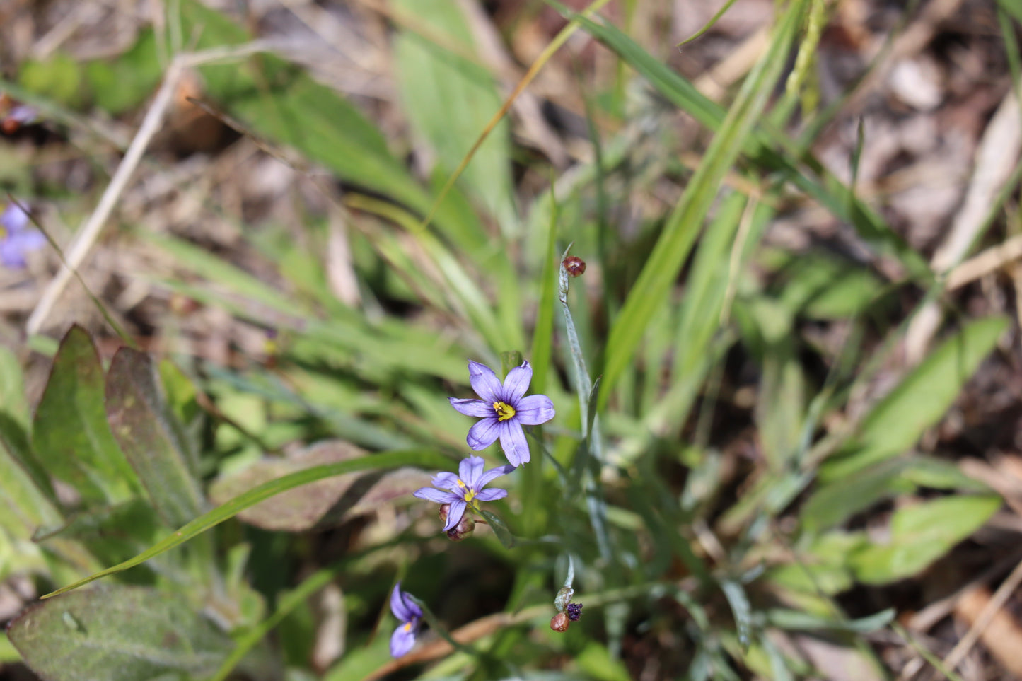 Sisyrinchium montanum (Fr: bermudienne montagnarde | EN: strict blue-eyed-grass)