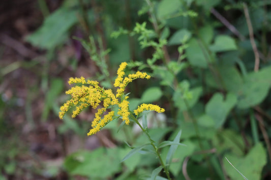 Solidago juncea (Fr: verge d'or jonciforme | En: early goldenrod)