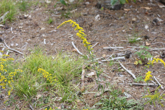 Solidago nemoralis (Fr: verge d'or des bois | En: Grey Goldenrod, Oldfield goldenrod)