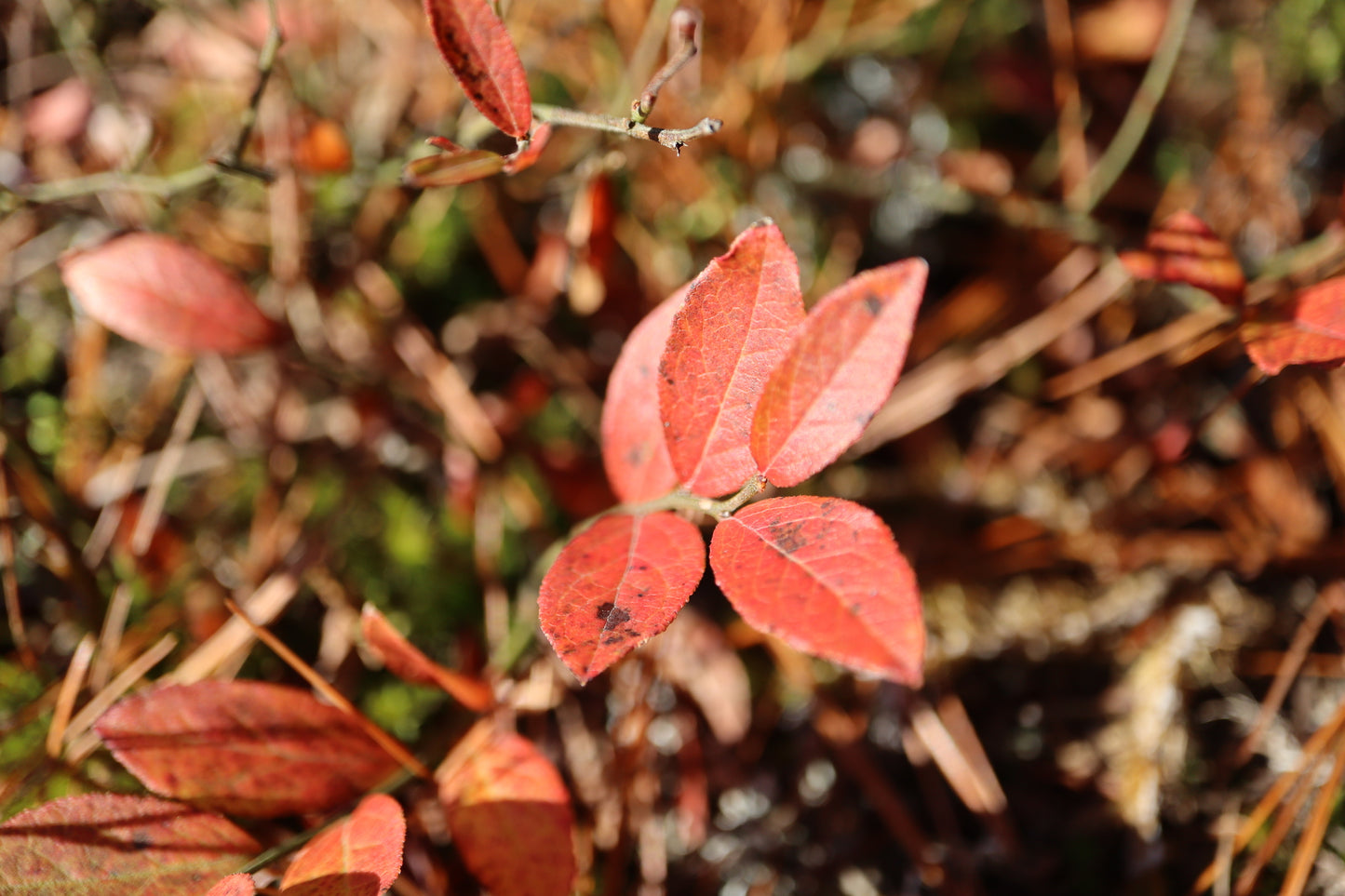 Betula alleghaniensis