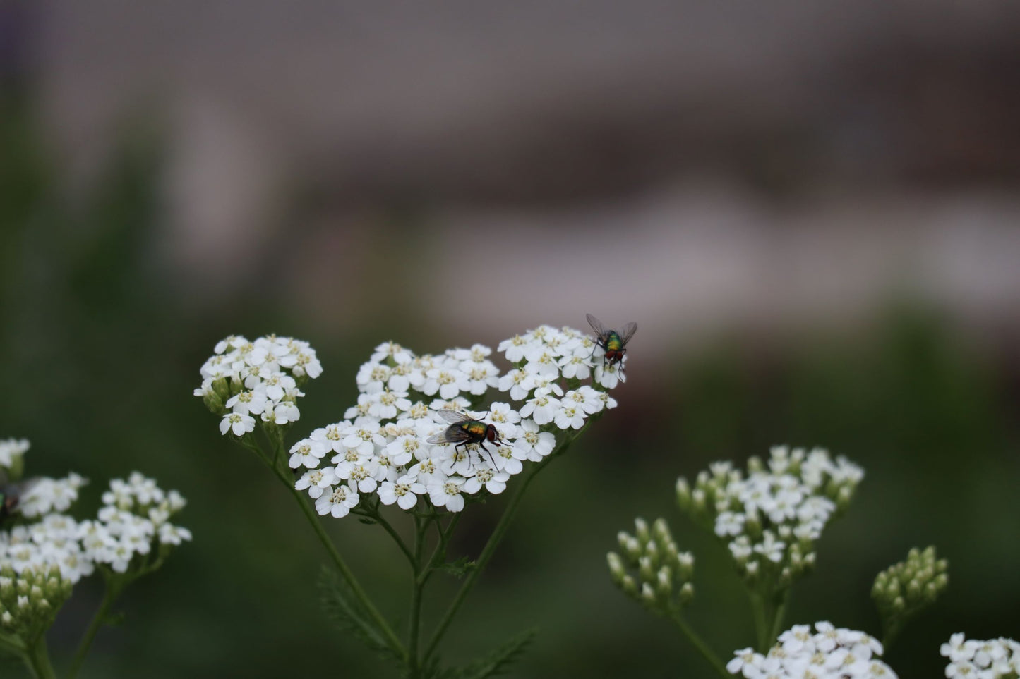 Achillea millefolium (Fr: achillée boréale En: boreal yarrow)