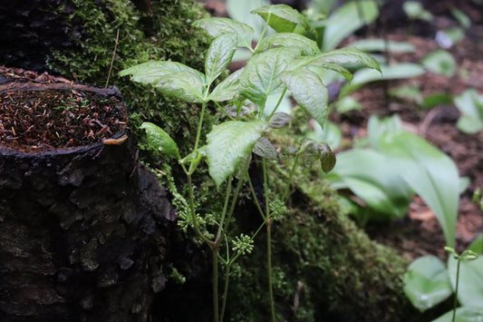 Aralia nudicaulis (Fr: aralie à tige nue | En: wild sarsaparilla)