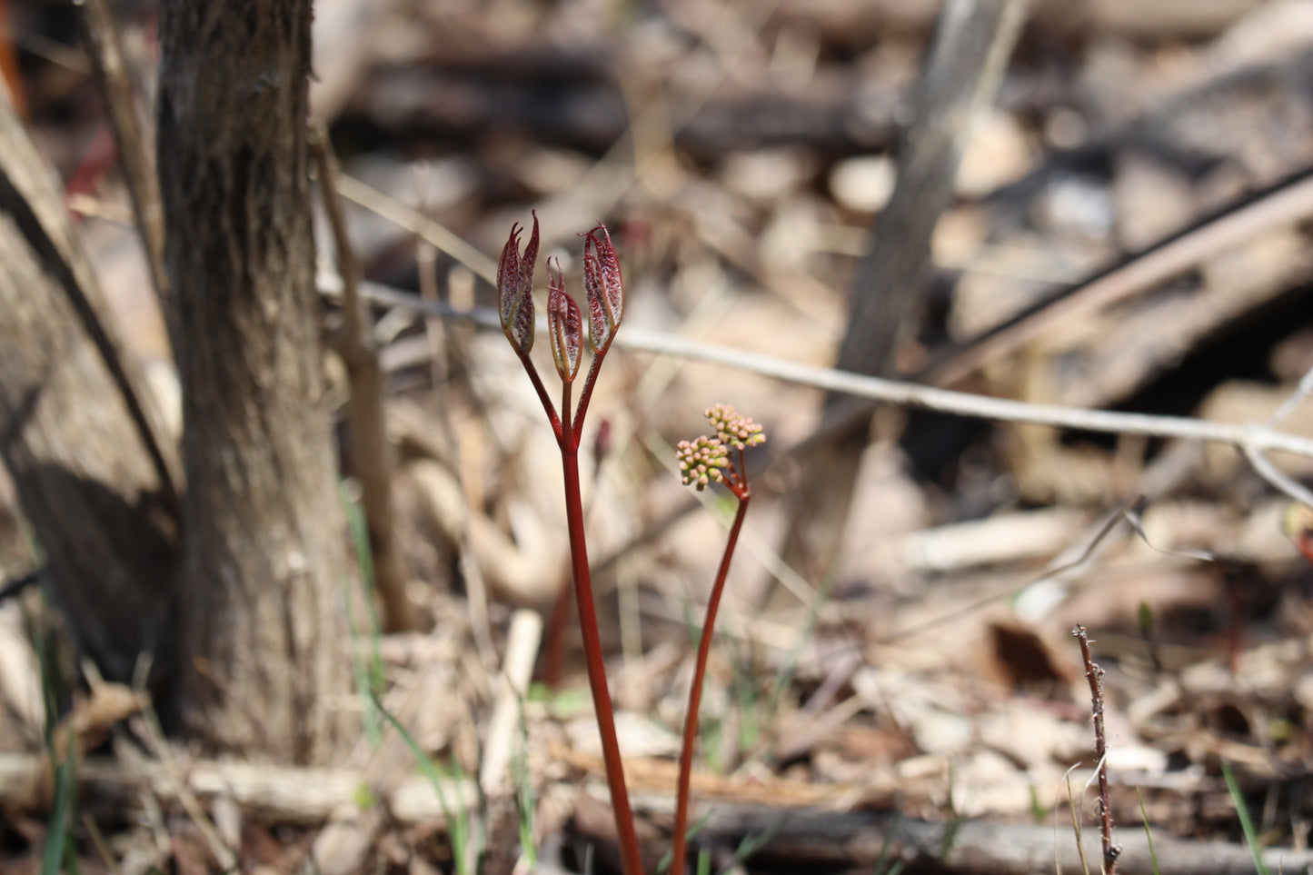 Aralia nudicaulis (Fr : aralie à tige nue | En : salsepareille sauvage)