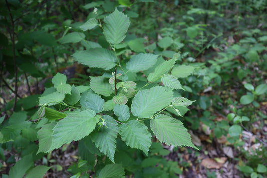 Corylus cornuta (Fr: noisetier à long bec | En: beaked hazelnut)