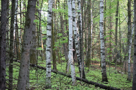 Betula papyrifera (Fr: Bouleau à papier | En: Paper Birch)