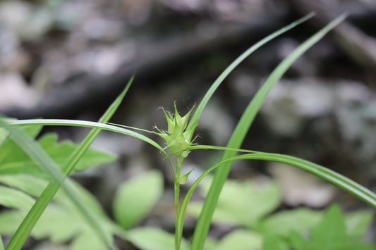 Carex intumescens (En: carex gonflé | En: Bladder sedge)