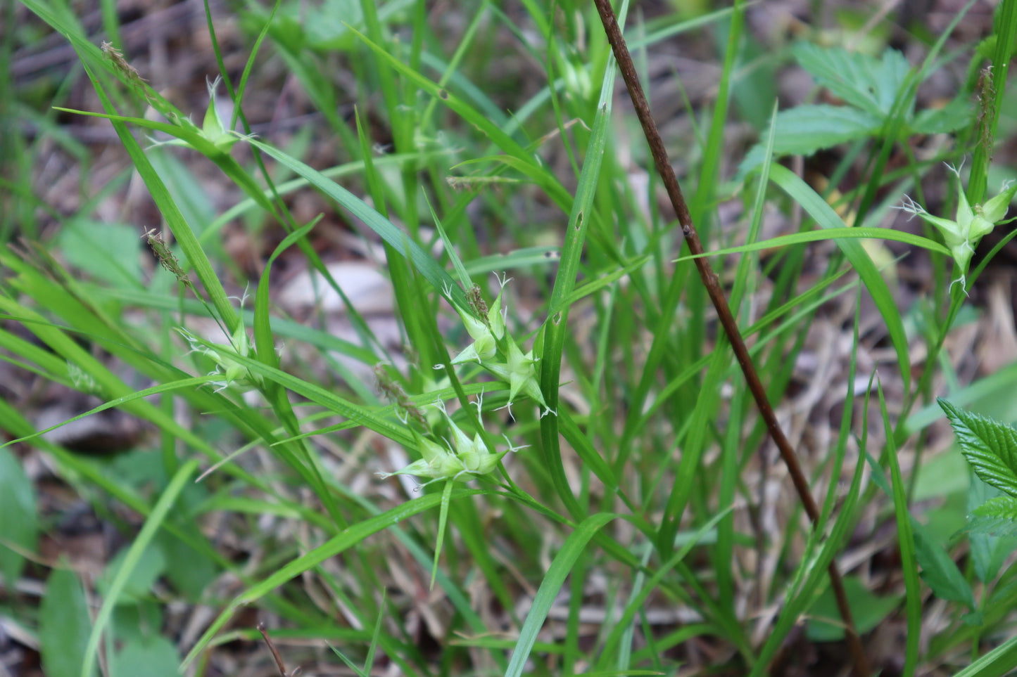 Carex intumescens (En: carex gonflé | En: Bladder sedge)