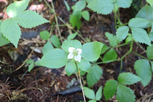 Cornus canadensis (Fr: quatre-temps | En: Bunchberry)