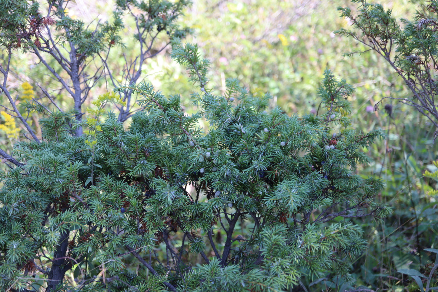 Juniperus communis var. depressa (Fr: genévrier commun déprimé | En: American common juniper)