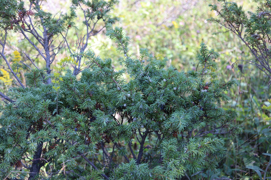 Juniperus communis var. depressa (Fr: genévrier du Canada | En: American common juniper)