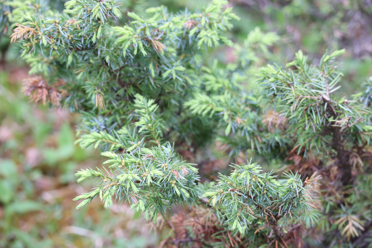 Juniperus communis var. depressa (Fr: genévrier commun déprimé | En: American common juniper)
