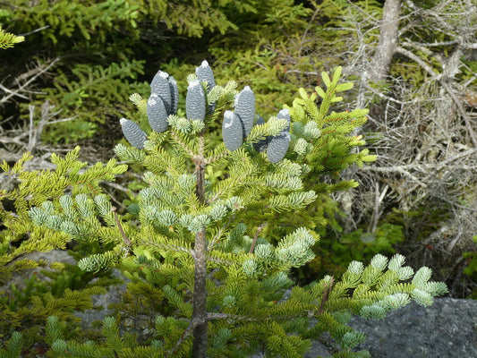 Abies balsamea (Fr: Sapin baumier | En: Balsam fir)