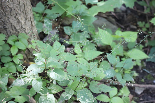Circaea canadensis (Fr: circée du Canada | En: broad-leaved enchanter's nightshade)