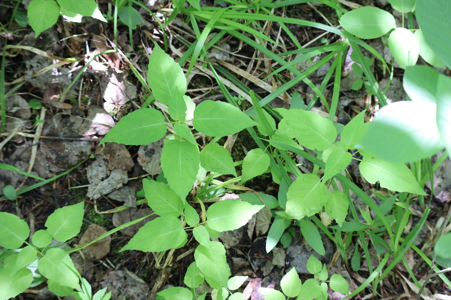 Circaea canadensis (Fr: circée du Canada | En: broad-leaved enchanter's nightshade)