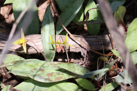 Erythronium americanum (Fr: érythrone d'Amérique| En: Yellow Trout Lily)
