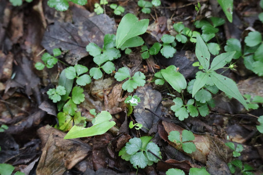Savoyane / Goldthread (Coptis trifolia) – plante indigène, Ottawa Valley