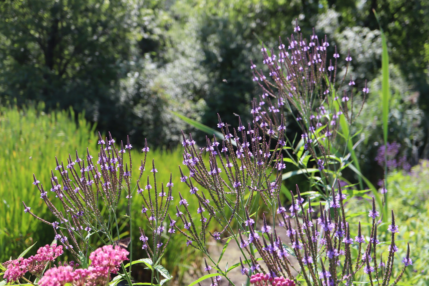Verbena hastata (Fr: verveine hastée | En: verveine bleue)