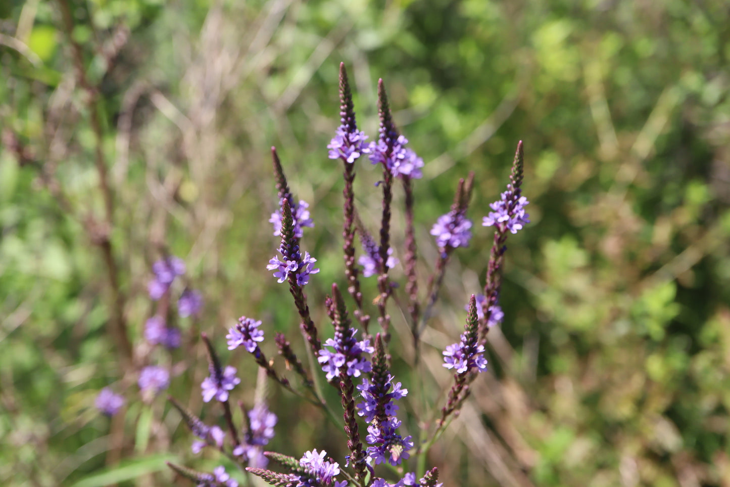 Verbena hastata (Fr: verveine hastée | En: verveine bleue)
