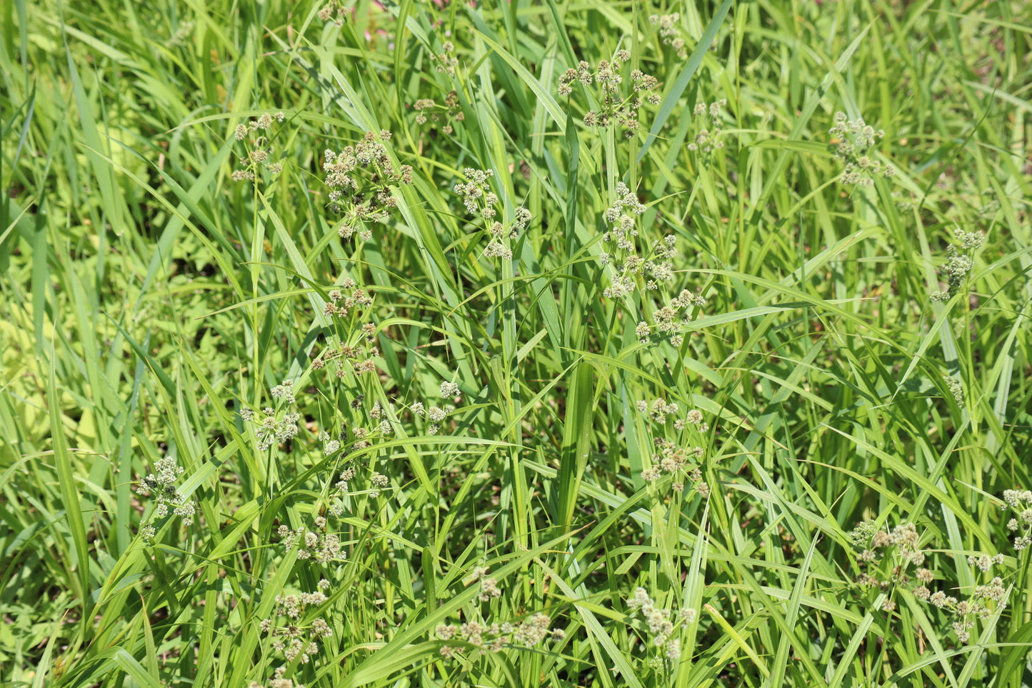 Mentha canadensis (Fr: menthe du Canada | En: Canada mint)