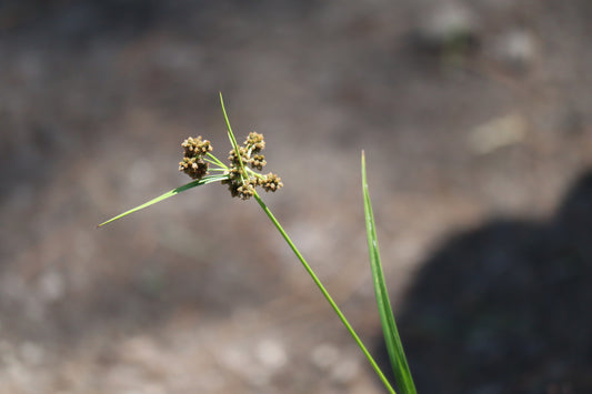 Scirpus hattorianus (Fr: scirpe de Hattori | En: Mosquito sedge)